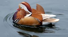 Wood Ducks - Mandarin (Blonde)